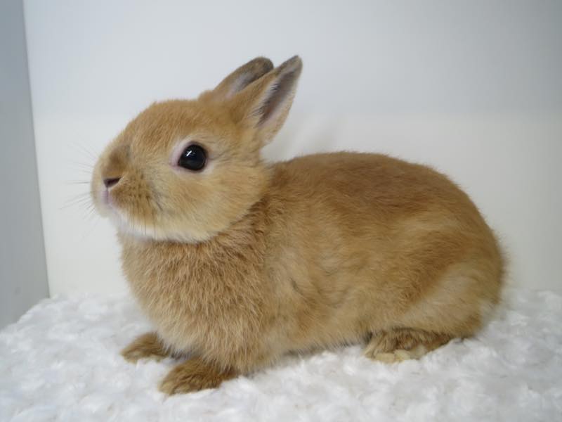 花うさぎ｜松山市,愛媛県