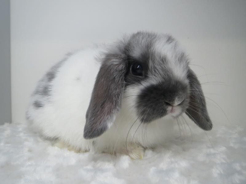 ホーランドロップ ブロークンブルー 女の子