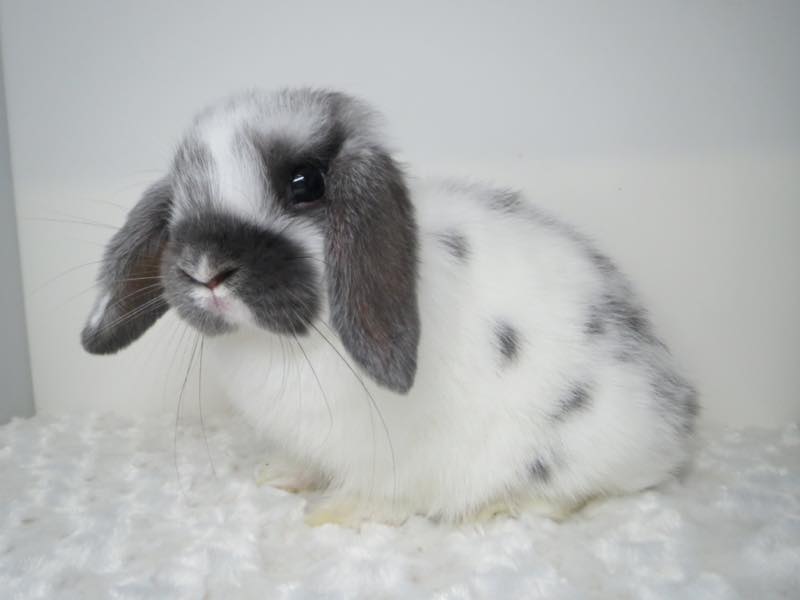 ホーランドロップ ブロークンブルー 女の子