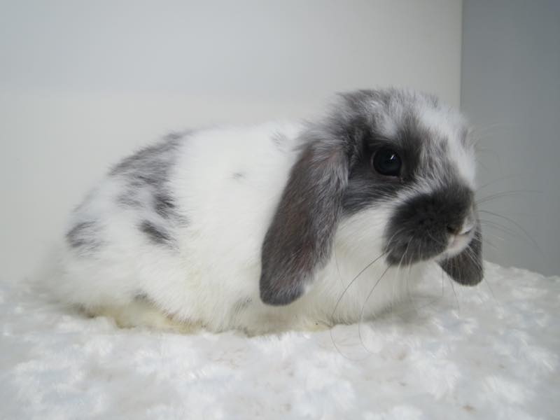 ホーランドロップ ブロークンブルー 女の子