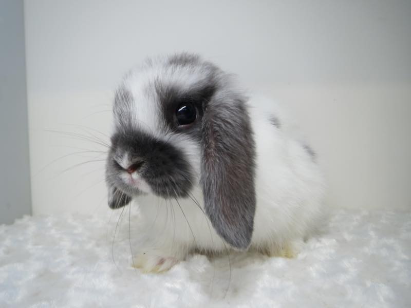 ホーランドロップ ブロークンブルー 女の子