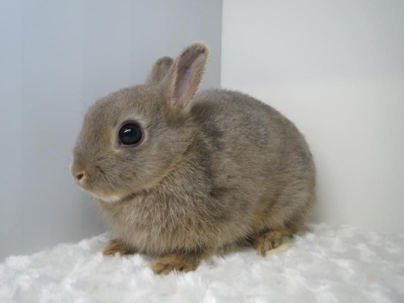 ネザーランドドワーフ オパール 女の子