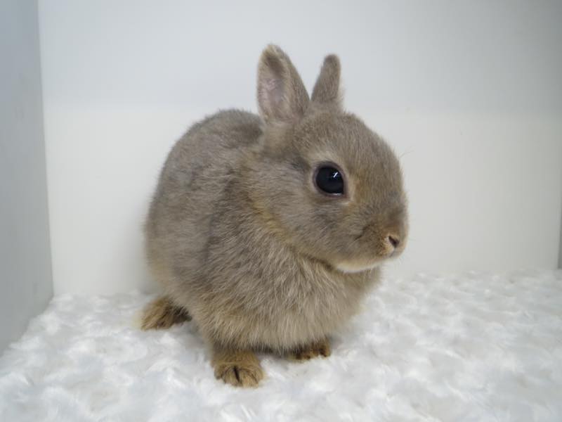 ネザーランドドワーフ オパール 女の子