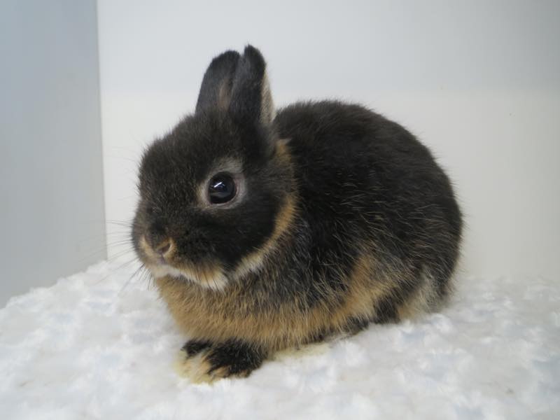 ネザーランドドワーフ ブラックオター 女の子