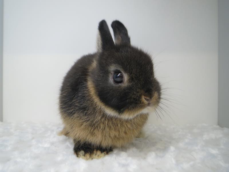 ネザーランドドワーフ ブラックオター 女の子