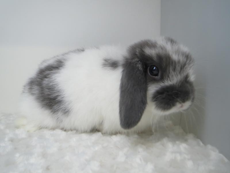 花うさぎ｜松山市,愛媛県