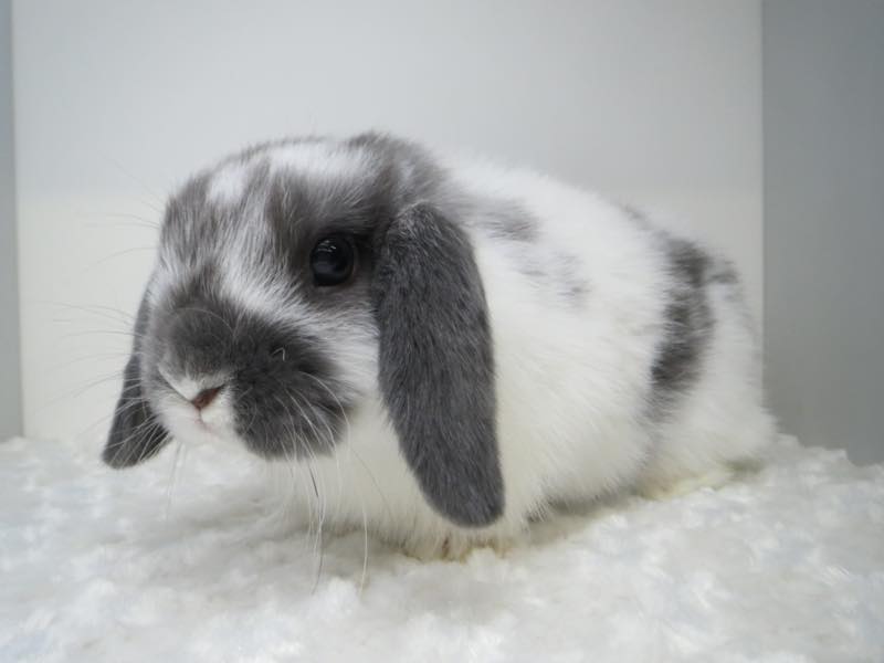 ホーランドロップ ブロークンオパール 女の子