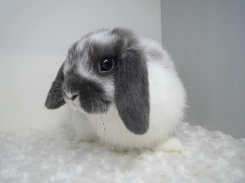 ホーランドロップ ブロークンオパール 女の子