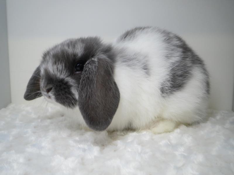 ホーランドロップ ブロークンブルー 男の子