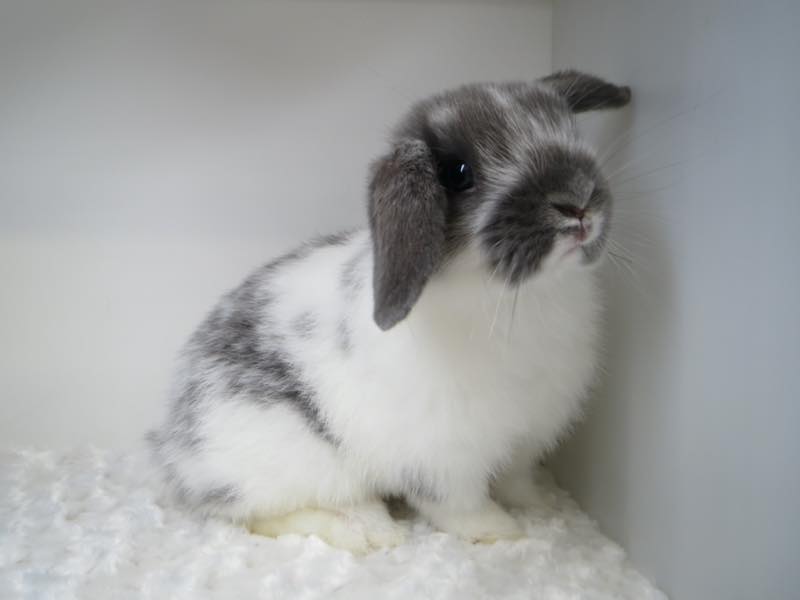 ホーランドロップ ブロークンブルー 男の子