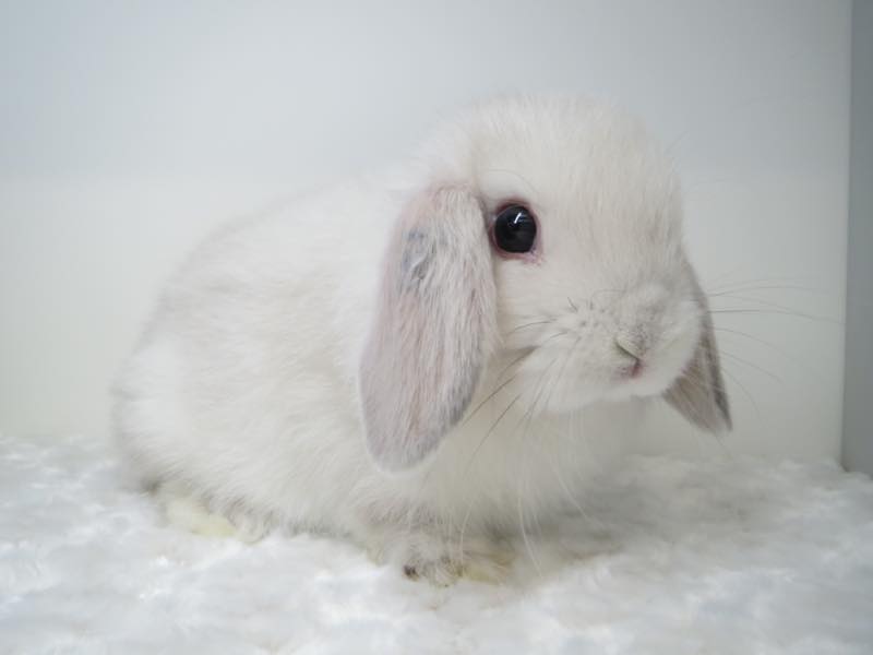 ホーランドロップ フロスティ 女の子