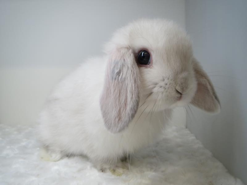 ホーランドロップ フロスティ 女の子