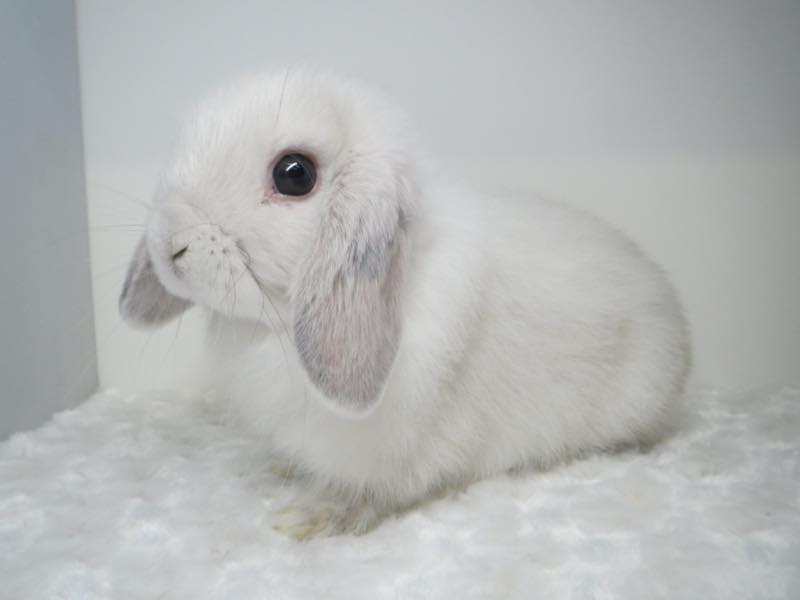 ホーランドロップ フロスティ 女の子