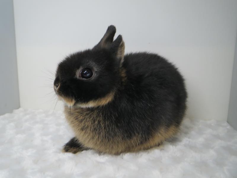 ネザーランドドワーフ ブラックオター 女の子