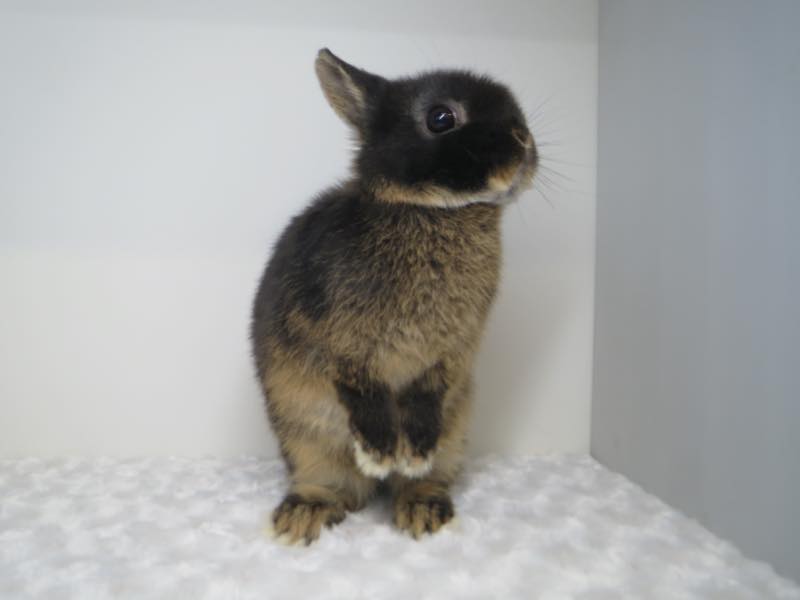 ネザーランドドワーフ ブラックオター 女の子