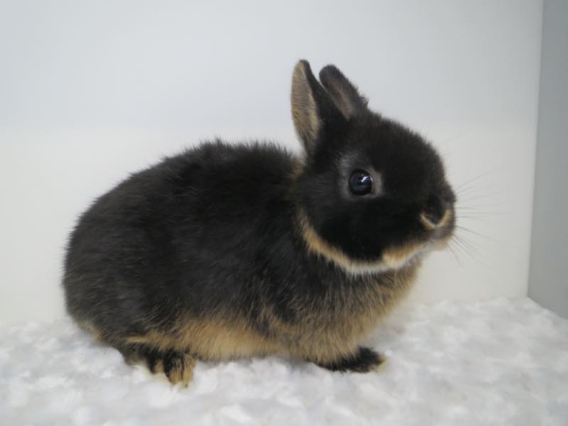 ネザーランドドワーフ ブラックオター 女の子