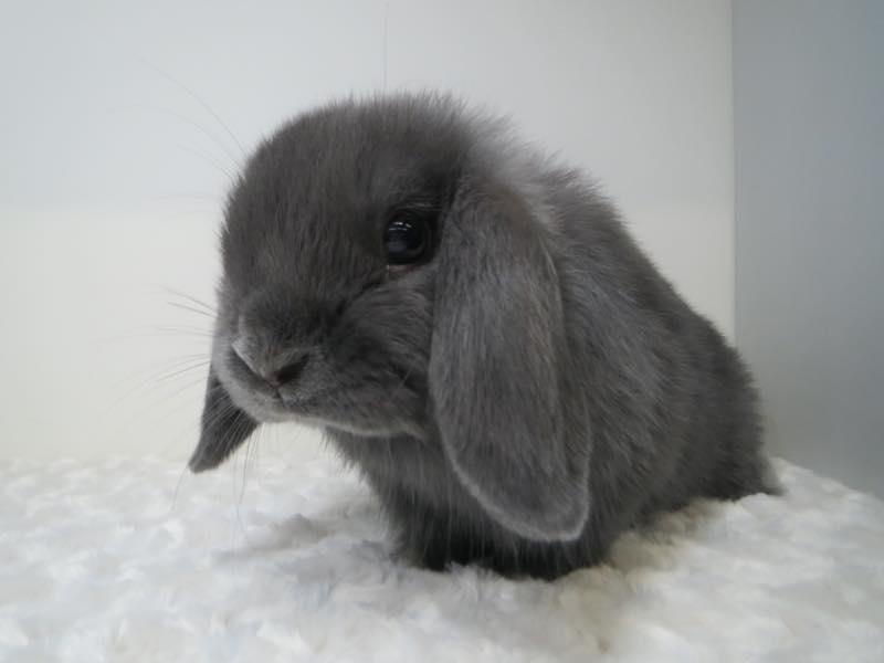 ホーランドロップ ブルー 女の子