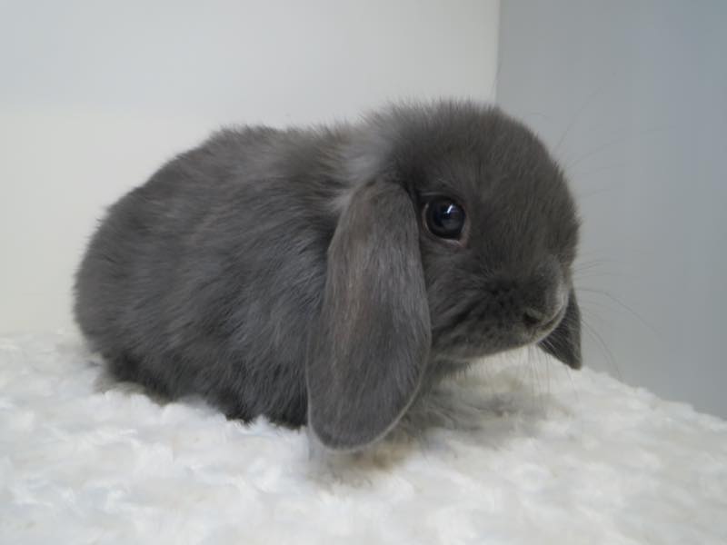 ホーランドロップ ブルー 女の子