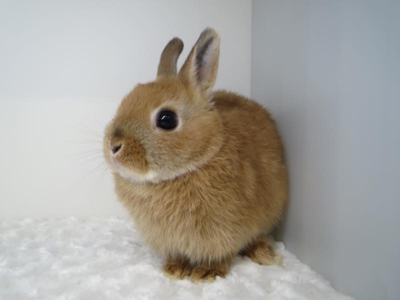 ネザーランドドワーフ オレンジ 女の子