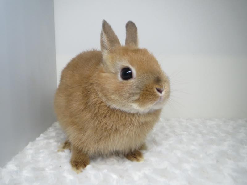 ネザーランドドワーフ オレンジ 女の子