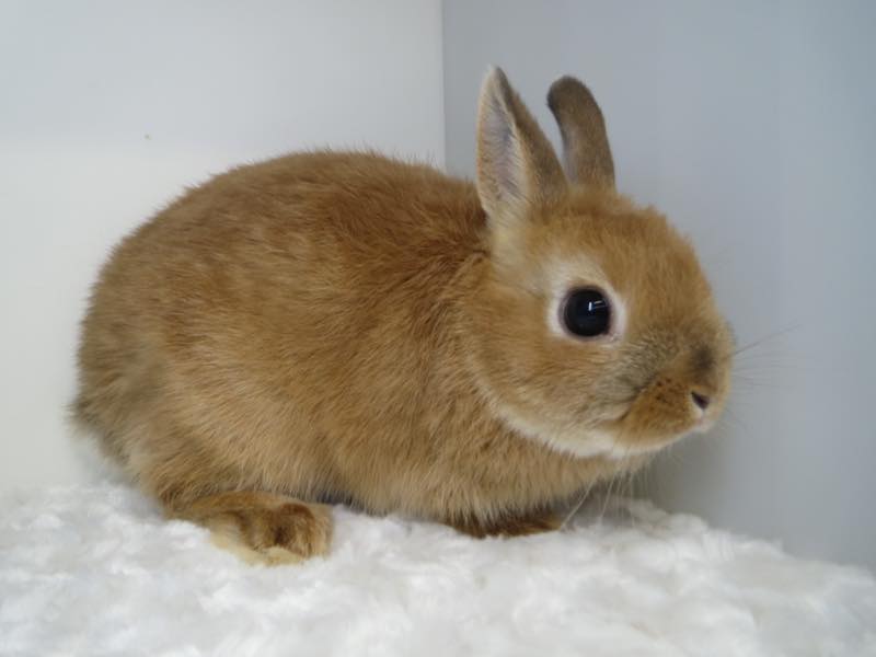 ネザーランドドワーフ オレンジ 女の子