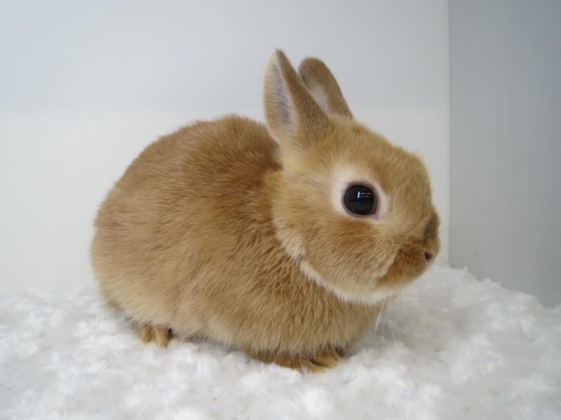 ネザーランドドワーフ オレンジ 男の子