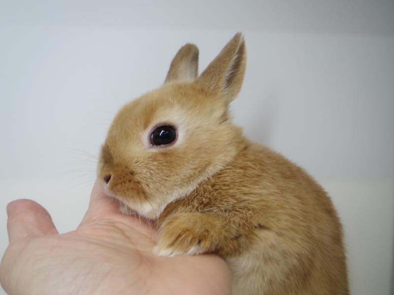 ネザーランドドワーフ オレンジ 男の子