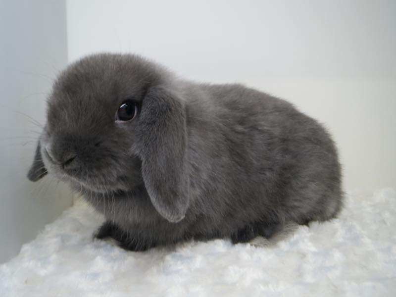 ホーランドロップ ブルー 女の子