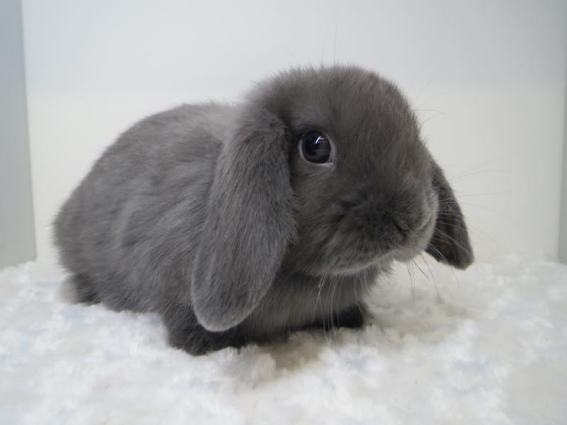 ホーランドロップ ブルー 女の子