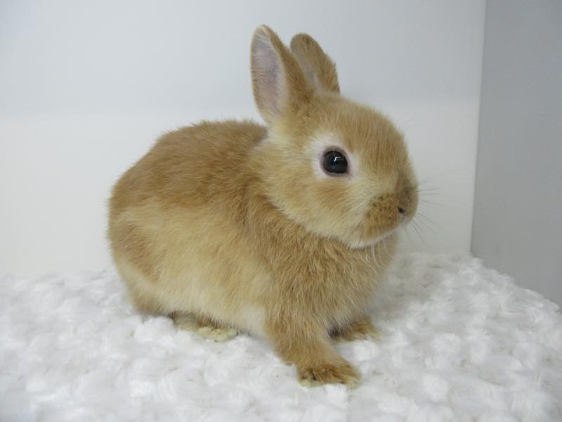 ネザーランドドワーフ オレンジ 男の子