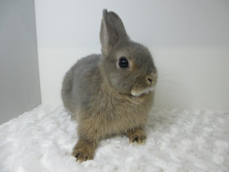 ネザーランドドワーフ オパール 男の子