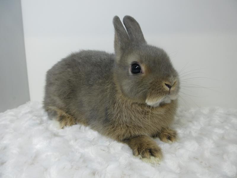 ネザーランドドワーフ オパール 男の子