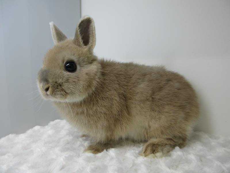 ネザーランドドワーフ リンクス 男の子