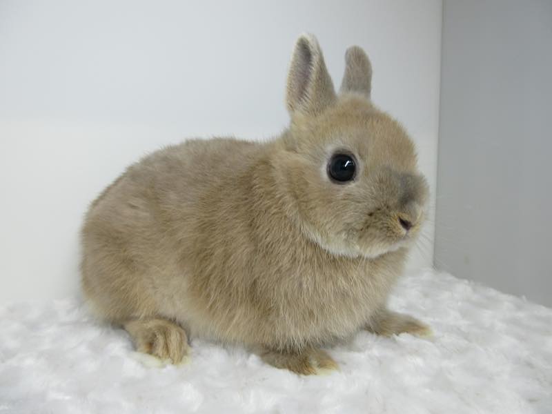 ネザーランドドワーフ リンクス 男の子