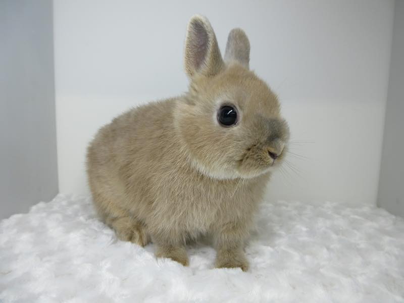 ネザーランドドワーフ リンクス 男の子