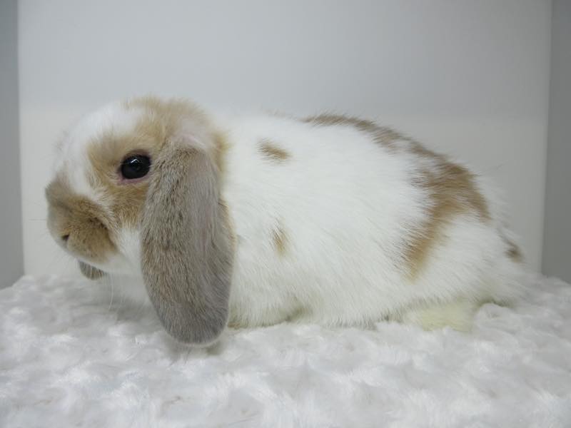 ホーランドロップ ブロークンリンクス 女の子