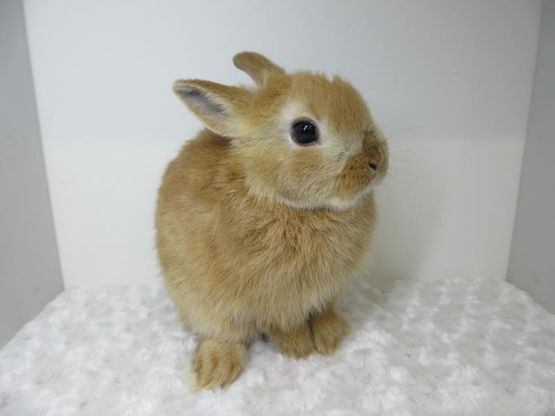 ネザーランドドワーフ オレンジ 男の子