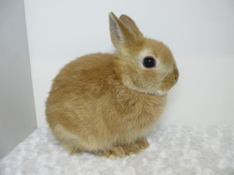 ネザーランドドワーフ オレンジ 男の子