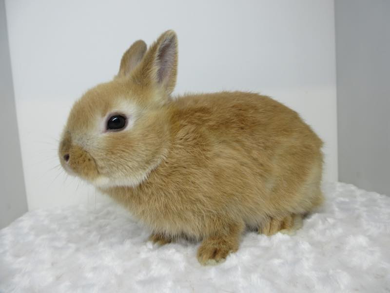 ネザーランドドワーフ オレンジ 男の子