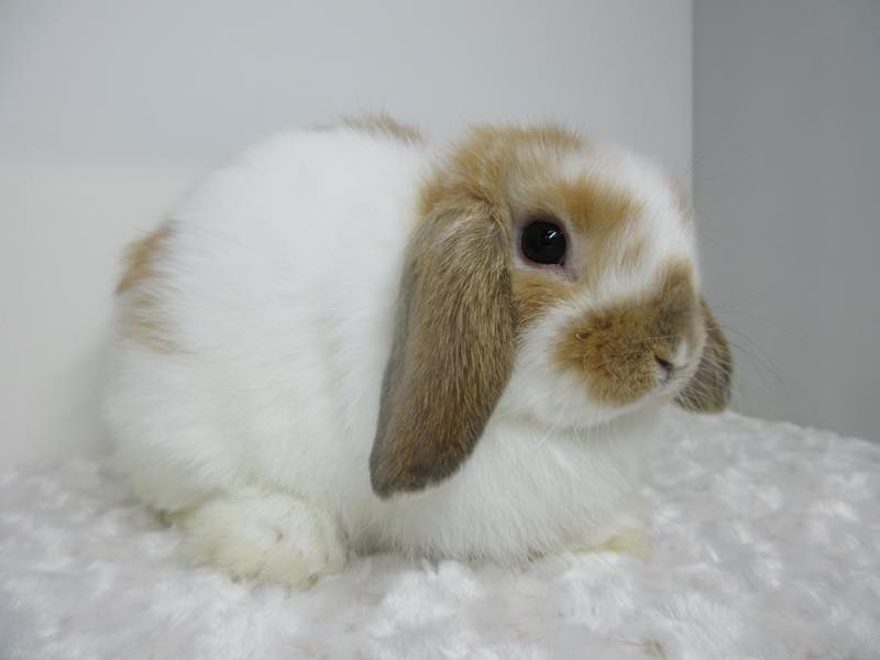 花うさぎ｜松山市,愛媛県