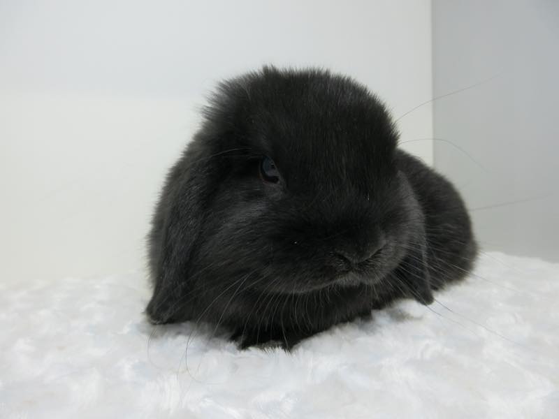 ホーランドロップ ブラック 女の子