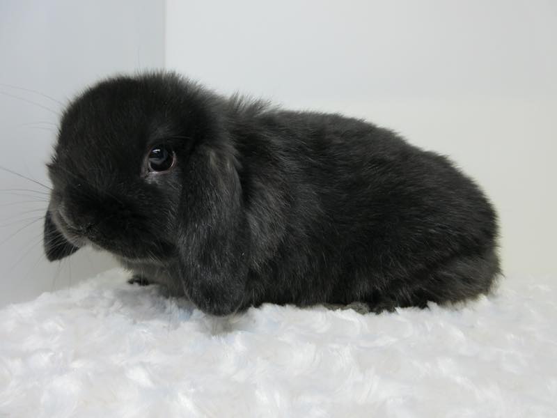 ホーランドロップ ブラック 女の子