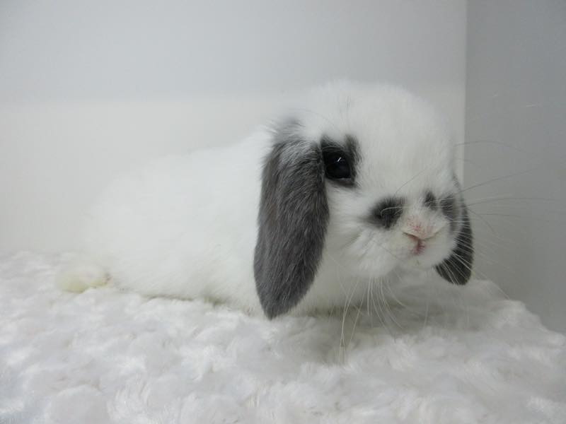 ホーランドロップ ブロークンブルー 男の子