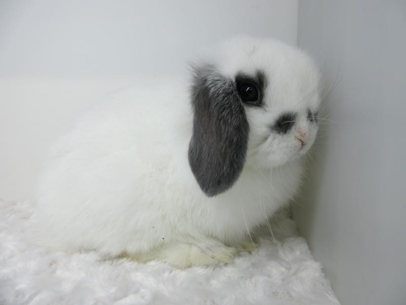 ホーランドロップ ブロークンブルー 男の子