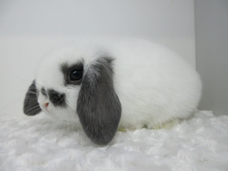 ホーランドロップ ブロークンブルー 男の子