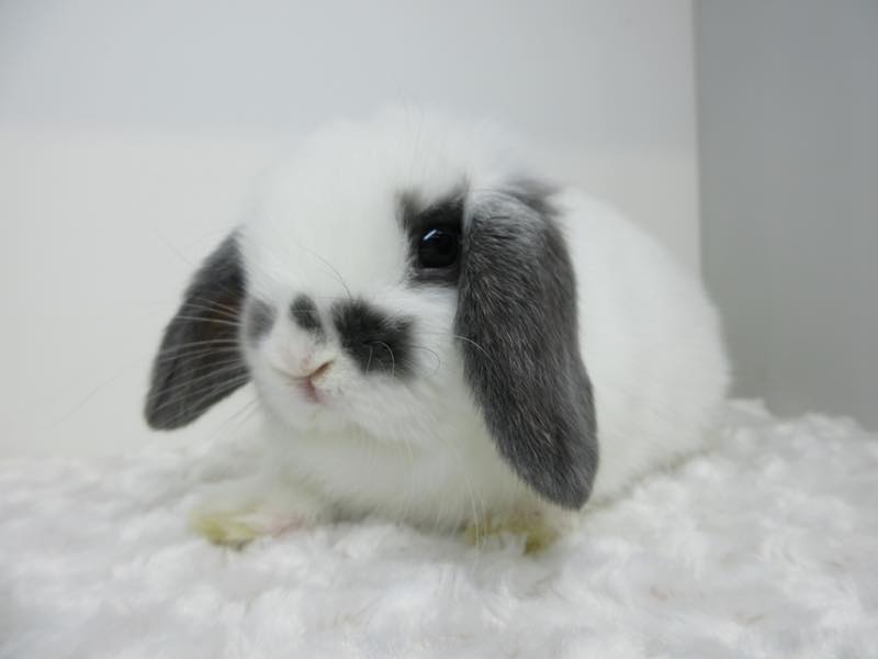 ホーランドロップ ブロークンブルー 男の子