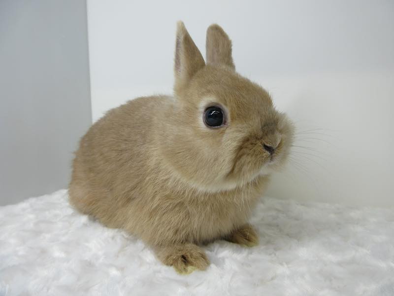 ネザーランドドワーフ リンクス 男の子