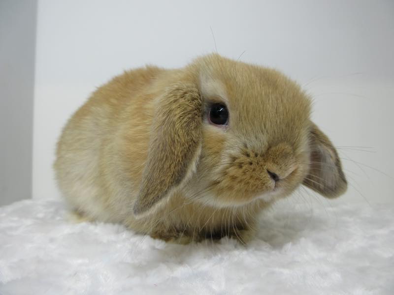 ホーランドロップ オレンジ 女の子