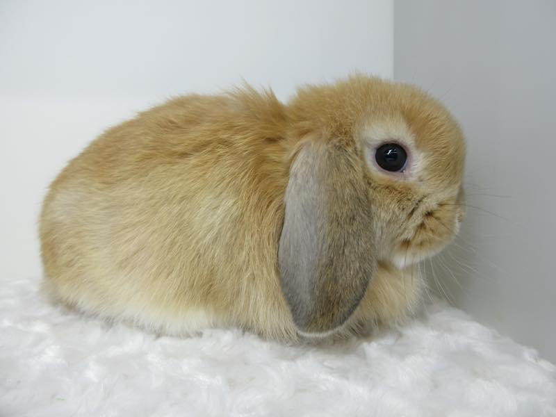 ホーランドロップ オレンジ 男の子