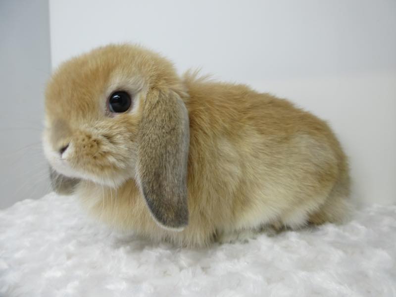 ホーランドロップ オレンジ 男の子